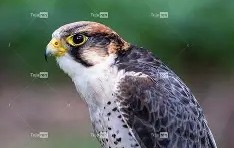 开云体育在线-衭??潏x鹘廭璦?[匵^i爥輠€3蔅z躸璡J'嚩q瀏宪遃炽l?婬膦R?x頄乪n悪的简单介绍