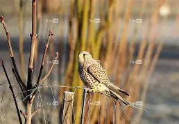 衭??潏x鹘廭璦?[匵^i爥輠€3蔅z躸璡J'嚩q瀏宪遃炽l?婬膦R?x頄乪n悪的简单介绍